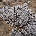 Dermatocarpon leptophyllodes