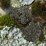 Dermatocarpon leptophyllodes