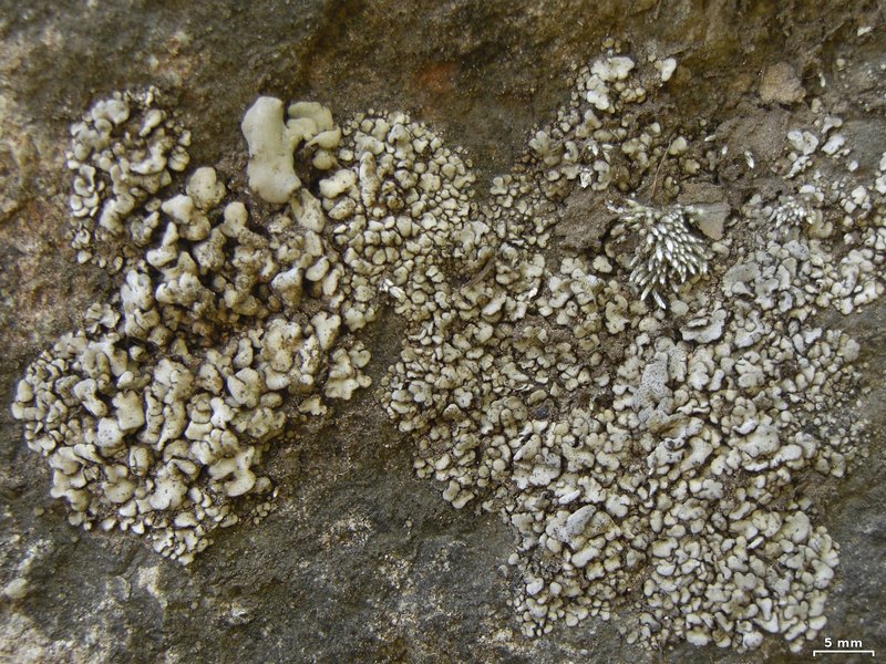 Dermatocarpon leptophyllodes