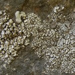 Dermatocarpon leptophyllodes
