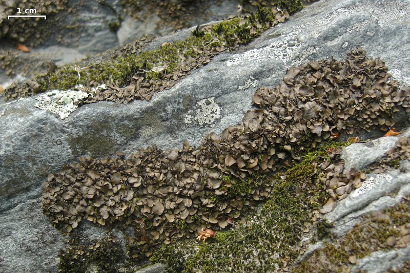 Dermatocarpon luridum