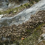 Dermatocarpon luridum