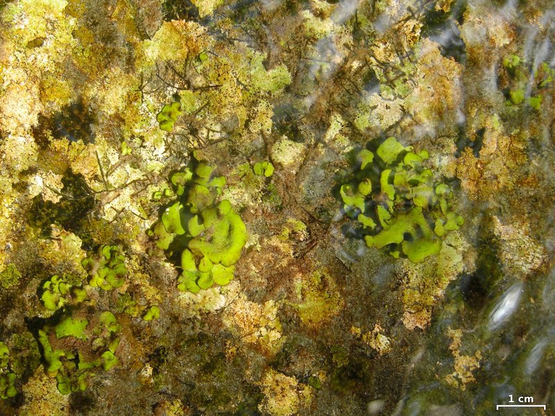 Dermatocarpon luridum