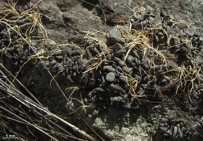 Dermatocarpon meiophyllizum