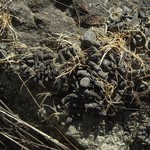 Dermatocarpon meiophyllizum