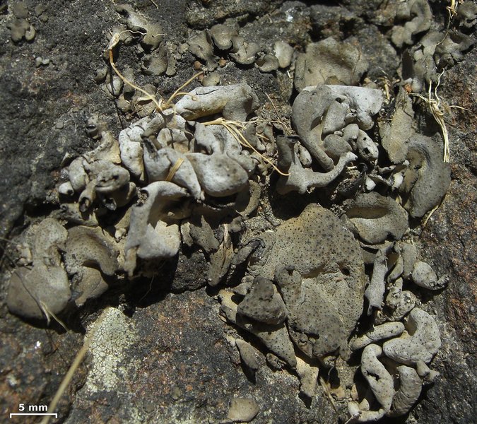 Dermatocarpon meiophyllizum