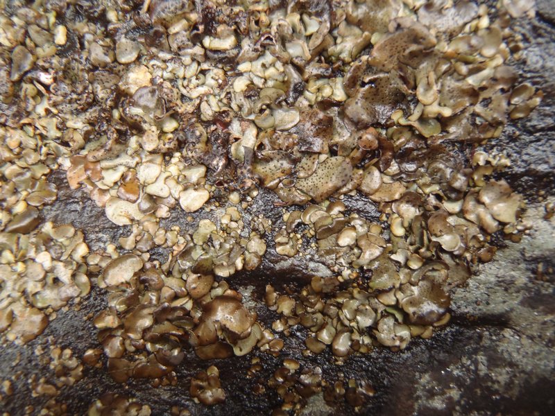 Dermatocarpon meiophyllizum
