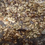 Dermatocarpon meiophyllizum
