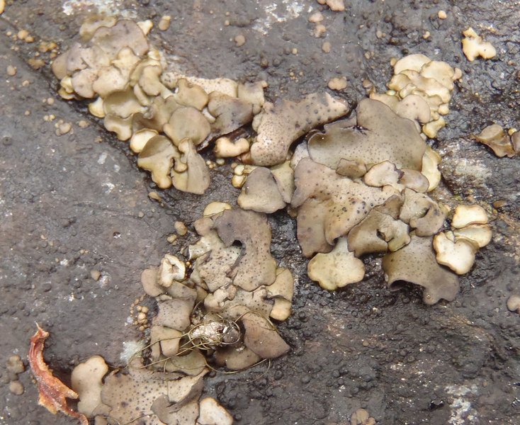 Dermatocarpon meiophyllizum