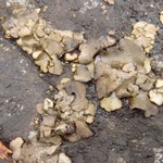 Dermatocarpon meiophyllizum