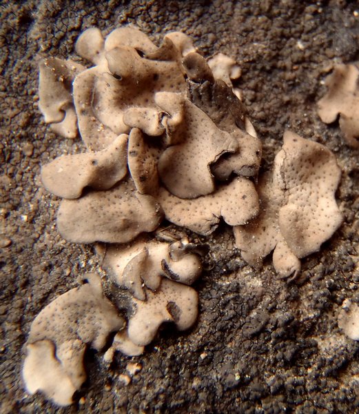 Dermatocarpon meiophyllizum