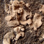 Dermatocarpon meiophyllizum