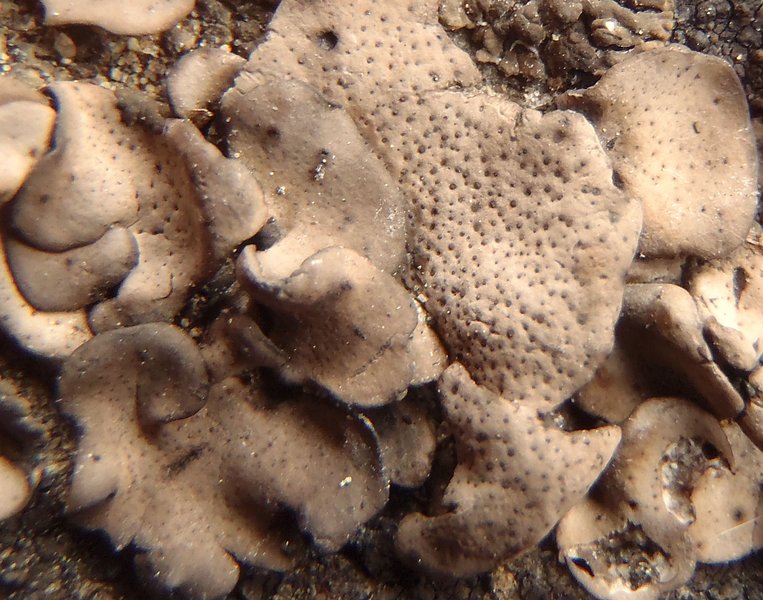 Dermatocarpon meiophyllizum