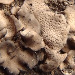Dermatocarpon meiophyllizum