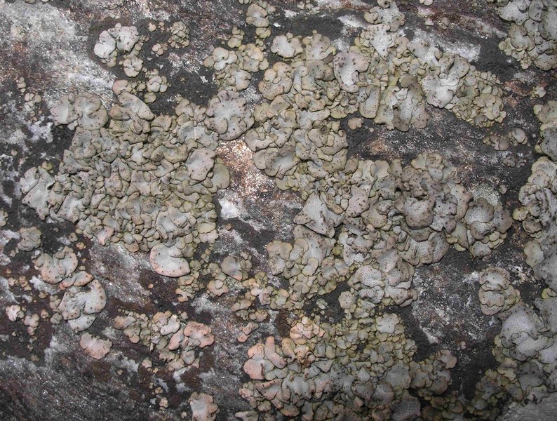 Dermatocarpon miniatum var. complicatum