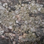 Dermatocarpon miniatum var. complicatum