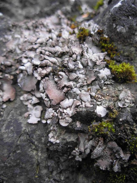 Dermatocarpon miniatum var. complicatum