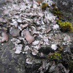 Dermatocarpon miniatum var. complicatum