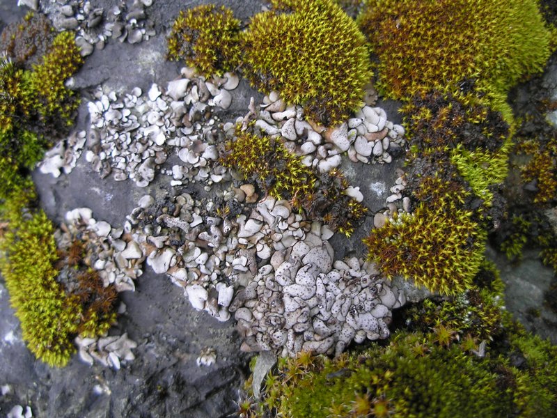 Dermatocarpon miniatum var. complicatum