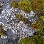 Dermatocarpon miniatum var. complicatum