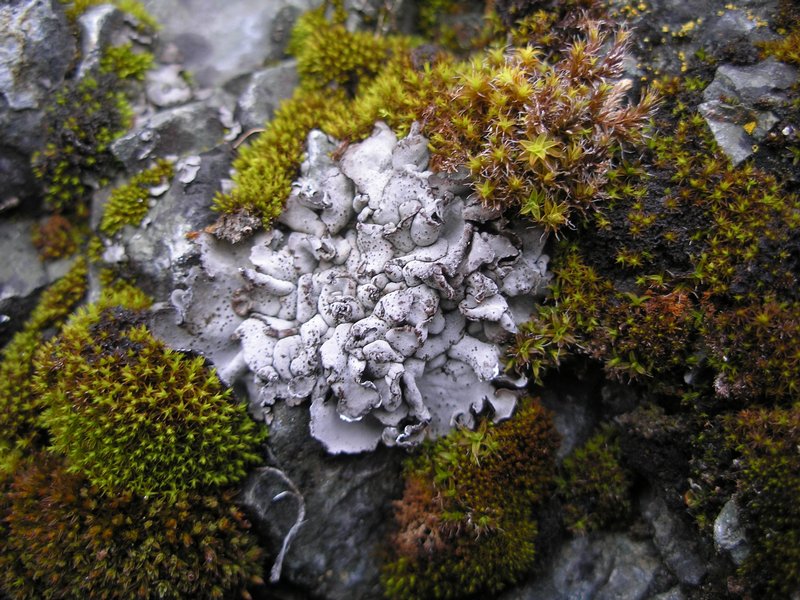 Dermatocarpon miniatum var. complicatum