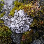 Dermatocarpon miniatum var. complicatum