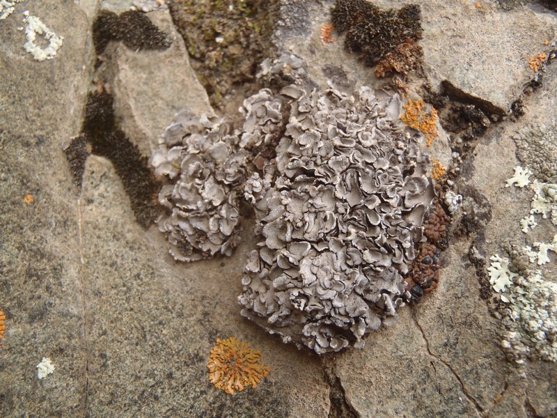 Dermatocarpon miniatum var. complicatum