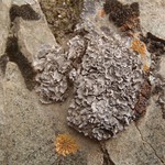 Dermatocarpon miniatum var. complicatum