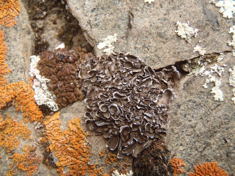 Dermatocarpon miniatum var. complicatum