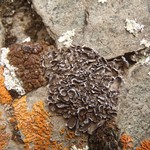 Dermatocarpon miniatum var. complicatum
