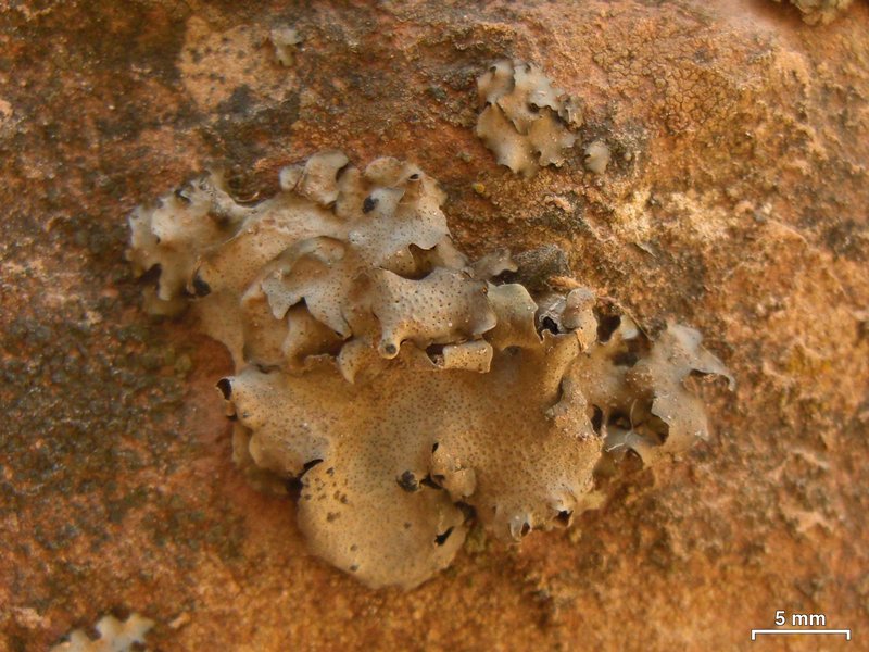Dermatocarpon miniatum