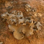 Dermatocarpon miniatum