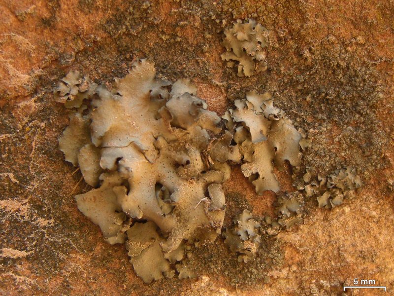 Dermatocarpon miniatum