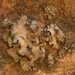 Dermatocarpon miniatum