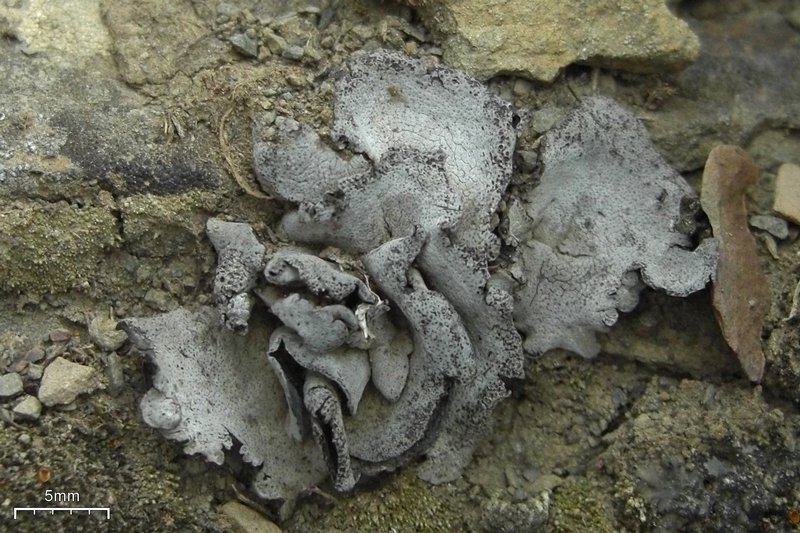 Dermatocarpon moulinsii