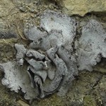 Dermatocarpon moulinsii