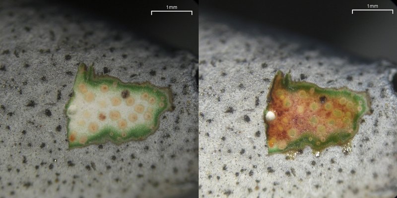 Dermatocarpon moulinsii