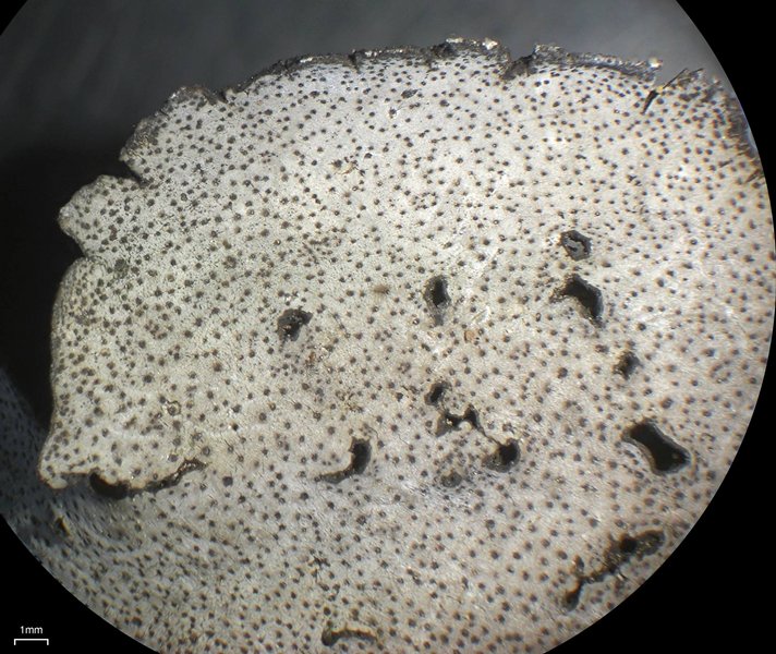 Dermatocarpon moulinsii