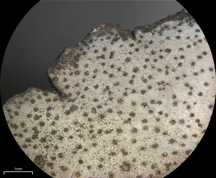 Dermatocarpon moulinsii