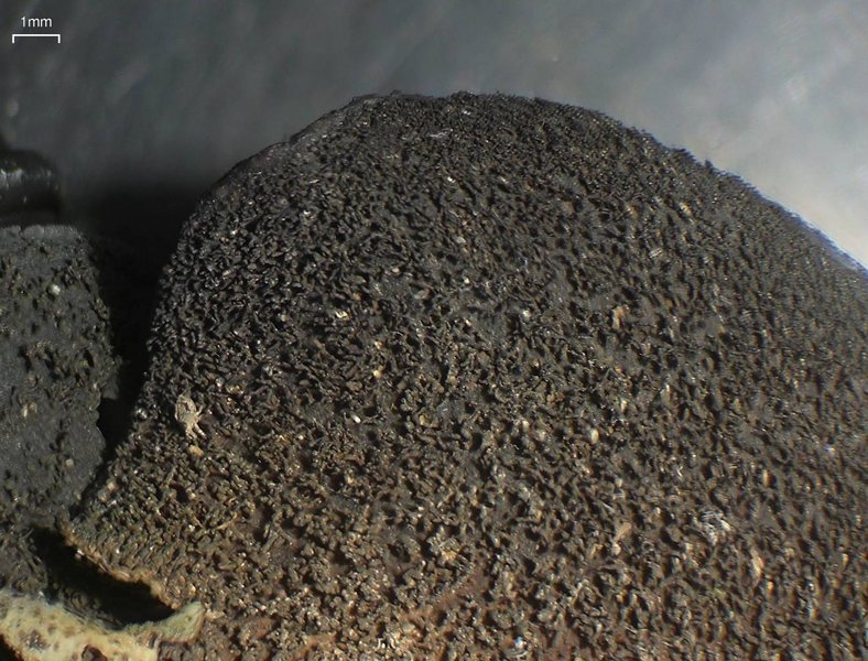 Dermatocarpon moulinsii