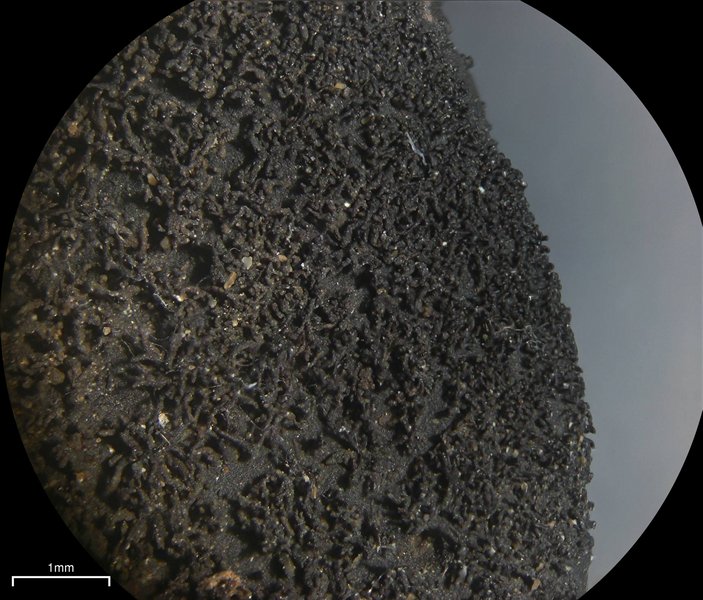 Dermatocarpon moulinsii