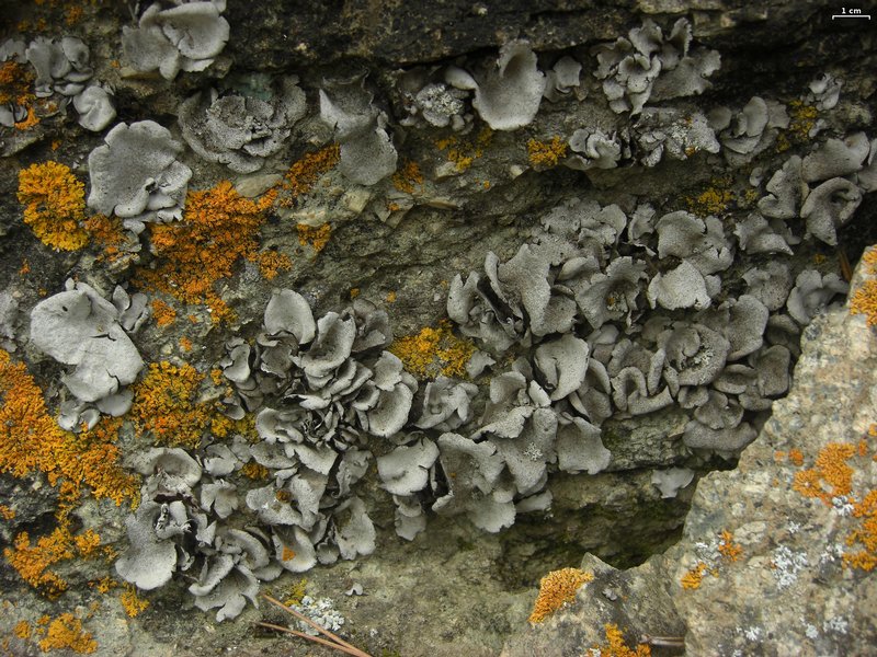 Dermatocarpon moulinsii