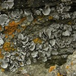 Dermatocarpon moulinsii