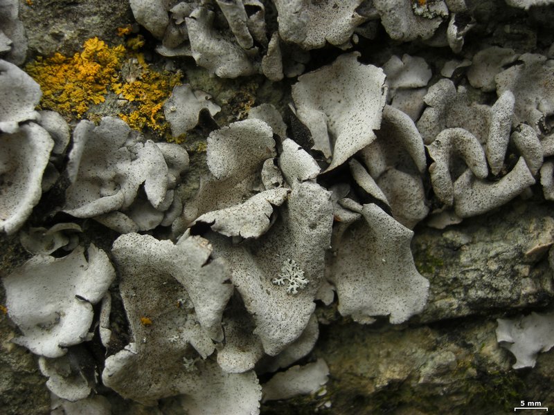 Dermatocarpon moulinsii