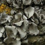 Dermatocarpon moulinsii