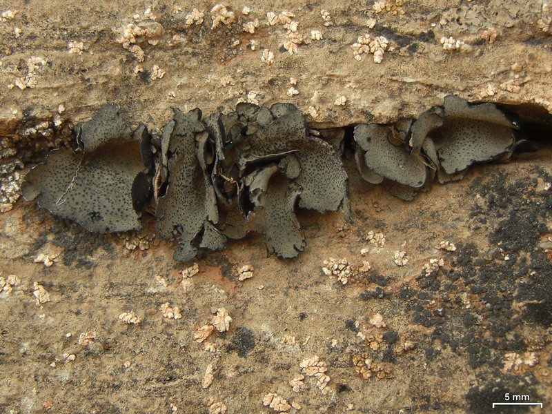 Dermatocarpon moulinsii