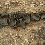 Dermatocarpon moulinsii