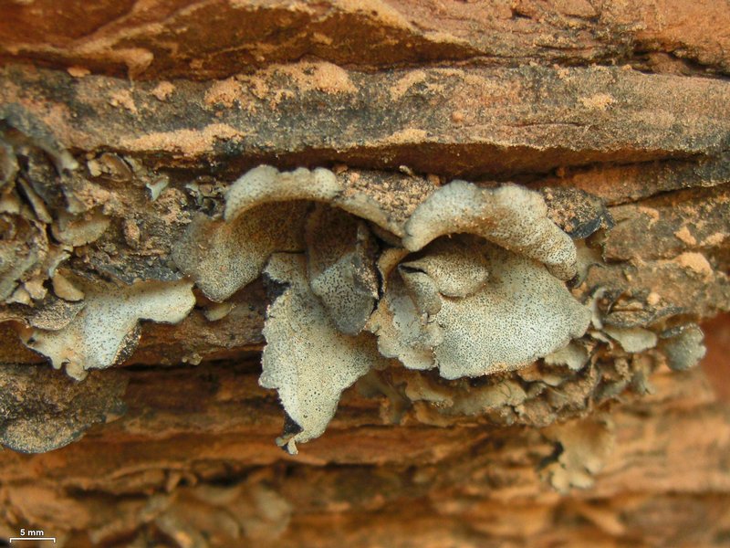 Dermatocarpon moulinsii