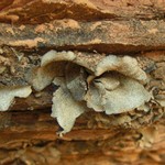 Dermatocarpon moulinsii