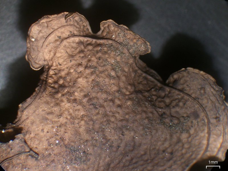 Dermatocarpon muhlenbergii